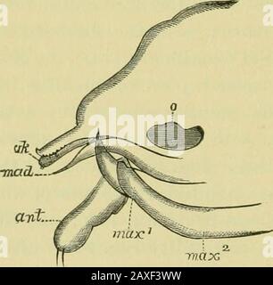 Leitfaden für die Untersuchung von Insekten und eine Abhandlung über diejenigen, die für die Ernte schädlich und nützlich sind, für die Verwendung von Hochschulen, Bauernschulen und Landwirten. Abb. 660.. Stockfoto