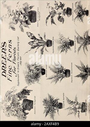 Dreer's Großhandelspreisliste 1907: Birnen Pflanzen würzbare Blumen- und Gemüsesamen Dünger, Werkzeuge usw. t Riverton, N. J., bei w^hichtime hoffen wir, dass es besonders interessant sein wird. Nicht nur die große Fläche von Glas, die dem Anbau von Dekora-tivum gewidmet ist, wie Palms, Ferns, Pan-danus, Araukarien, Ficus usw., in einer umfangreichen Sortenreihe und Größen, Aber die Bestände im Freien, einschließlich der harten Peren-Nien, Der Bettzeug, Der Seerosen und der vielen Novellen, die in der gesamten Gartenbauwelt zusammenkamen, können zu dieser Zeit besteen. In unserer Baumschule Locust Farm, situateabout Stockfoto