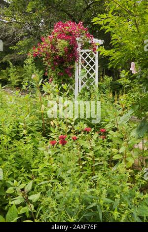 Rote Monarda-Blumen und weiße Holzgitterarbour, im Sommer mit lila Clematis bedeckt im privaten Hinterhofgarten. Stockfoto