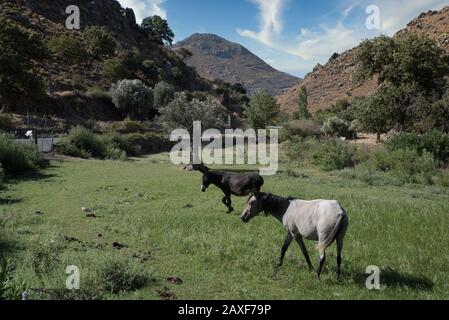 Esel und Mule auf einem Feld mit Bergen im Hintergrund auf der Insel Lesvos in Griechenland Stockfoto