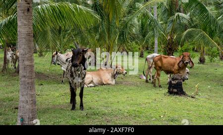 Herde von Kühen, die in Pranburi, Thailand, auf einem von Palmen umgebenen Feld stehen und sitzen Stockfoto