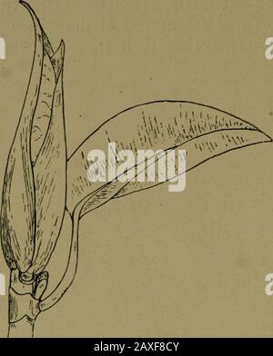 Pflanzen und ihre Wege in Südafrika . Abb. 42.-Zweig einer Eiche. Die Knospe in Erythrina (Kaffir-Boom) takelt? In der Gartenpea? Das Rizinölwerk? Eine Knospe ist ein verkürzter, von Blättern bedeckter Stängel. Bambooshave sehr lange Knospen, die von riesigen Blättern bedeckt sind. Acabbage ist eine große Knospe. Das Leben einer terminalen Knospe bestimmt die Form und 40 Pflanzen und ihre Art und Weise in Südafrika den Charakter eines Baumes. Abb. 43.-Klemmenknospe einer Abb., Stockfoto