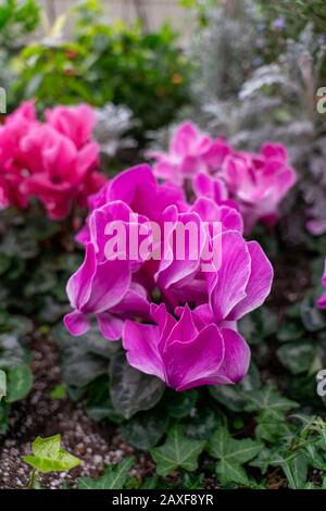 Vertikale Aufnahme von rosa Persercyclamen im Garten Stockfoto