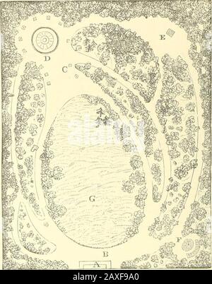 Cottage Residences; oder eine Reihe von Designs für ländliche Cottages und Landhäuser, sowie deren Gärten und Gelände. Abb. 150. Ein geschmackvolles Glas dm Paysager^ eines Morgens, das als eines der besten Beispiele für den modernen Stil, der in Deutschland auslagert, verlost werden kann, ist in Abb. dargestellt. 151. Inthis, A ist das Wohnhaus; b, der Hauptgang oder die Promennade; G, der Rasen, der mit Gruppen und Massen von Schüttelbäumen und Bäumen umrandet ist, in Rasen gepflanzt. An der weiteren Extremitäten des Geländes befindet sich ein eleganter Rundtempel oder Sommerhaus, D, im klassischen Stil, umgeben von einer Reihe von Vasen oder Sockeln, c und b Stockfoto