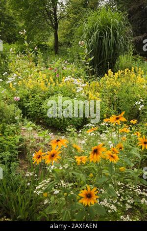 Grenze mit gelben Rudbeckia - Kegelblumen, Lysimachia punctata - Loosestrife und Miscanthus - Ziergraspflanze im Garten im Sommer Stockfoto