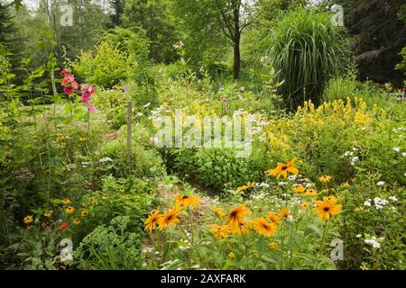 Englische Grenze zu gelbem Rudbeckia - Coneflowers, Lysimachia punctata - Loosestrife, Rosa Alcea - Hollyhock Flowers, Miscanthus - Ziergras. Stockfoto