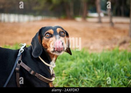 Nahaufnahme eines österreichischen schwarz-braunen Hundehundes Zeigt seine Zunge Stockfoto