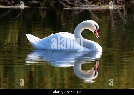 Papa Swan nimmt eine Pause ein Stockfoto