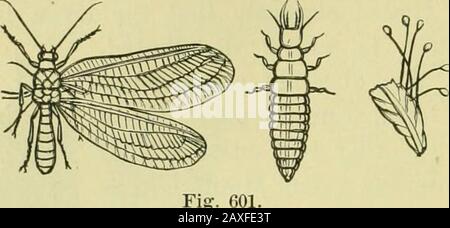 Leitfaden für die Untersuchung von Insekten und eine Abhandlung über diejenigen, die für die Ernte schädlich und nützlich sind, für die Verwendung von Hochschulen, Bauernschulen und Landwirten. 612 NEUROPTERA.. Stockfoto