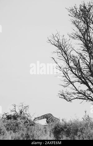 Vertikale Graustufenaufnahme einer einsamen Giraffe auf einem Hügel In der Nähe eines blattlosen Baumes Stockfoto