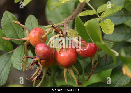 Hagebutten Stockfoto