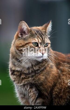 Gebmarmorte Bengalkatze Stockfoto