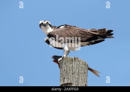 Osprey an der Stange, die Fisch isst Stockfoto