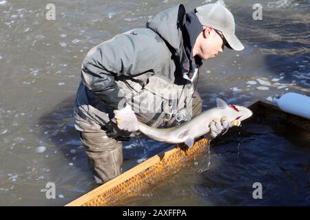 Fischaufzug über Staudamm in Cobourg im Frühjahr Stockfoto