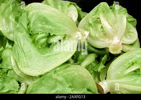 Nahaufnahme mehrerer frisch geernteter grüner Salatköpfe auf einem Bauernmarkt in Anilangan, Provinz Antique, Philippinen, Asien Stockfoto