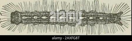 Ontario Sessionpapiere, 1898-99, Nr. 18-25 . ngs von frühen Vegge-Tischen, manchmal schneiden bis sechs oder acht Erbsen ab, oder Mähen acht oder zehn Zoll entlang einer Reihe von Zwiebeln oder Karotten in einer Nacht. Bei dieser Raupe waren Ascutwormer in Gärten die Larvte des Weißen Cutworms (Carneades scandens, Riley), die in Ottawa ungewöhnlich ist, und unser alltäglicher Cutworm The Red-backed Outworm (Carnea-des Oklirogaster, Gn.). Diese verursachten bei jungen Vegetieren und Sämlingen von Blumen erheblichen Verlust in Gärten. Letztere ist auch eine große Art, wenn sie ausgewachsen ist; Butas, die die Eier abgelegt haben, haben die vorige Stockfoto