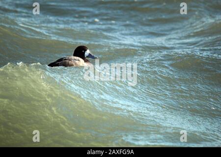 Größere Schaufe männlich in Wildwasser Stockfoto