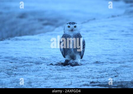 Schneeeule Stockfoto