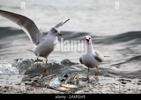 Zwei Möwen, die über den Schlachtkörper des Lachses kämpfen Stockfoto