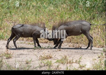 Junge Warthogs haben einen Spielkampf. Drei von drei Stück. Tarangire National Park, Tansania, Afrika Stockfoto