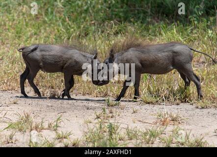 Junge Warthogs haben einen Spielkampf. 1 von Dreiersatz. Tarangire National Park, Tansania, Afrika Stockfoto