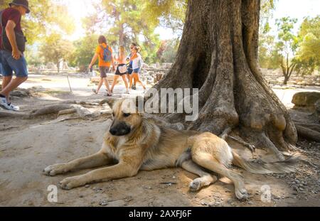 Ein streunender Hund entspannt sich im Schatten eines Baumes auf dem archäologischen Gelände von Olympia, Griechenland, als Touristen vorbeikommen. Stockfoto
