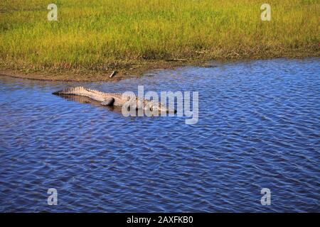 American Alligator nennt sich auch Alligator mississippiensis Basks am Rande eines Flussufers im Myakka State Park in Sarasota, Florida Stockfoto