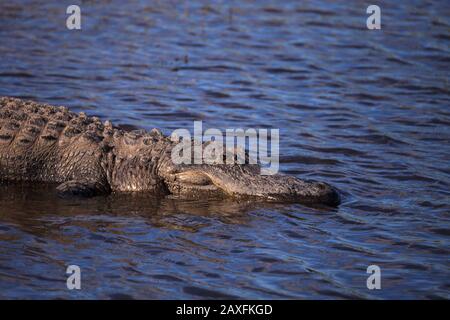 American Alligator nennt sich auch Alligator mississippiensis Basks am Rande eines Flussufers im Myakka State Park in Sarasota, Florida Stockfoto