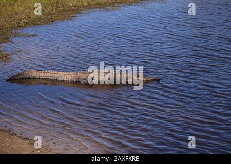 American Alligator nennt sich auch Alligator mississippiensis Basks am Rande eines Flussufers im Myakka State Park in Sarasota, Florida Stockfoto