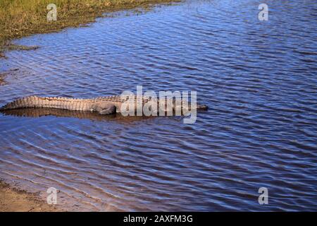 American Alligator nennt sich auch Alligator mississippiensis Basks am Rande eines Flussufers im Myakka State Park in Sarasota, Florida Stockfoto