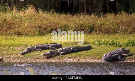 American Alligator nennt sich auch Alligator mississippiensis Basks am Rande eines Flussufers im Myakka State Park in Sarasota, Florida Stockfoto