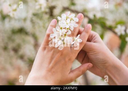 Wunderschöner Hochzeitsring in weiblicher Hand aus Baumblüte. Nahaufnahme junge weibliche Hand berührt blühenden apfelbaum mit Blumen in einem Garten, Stockfoto