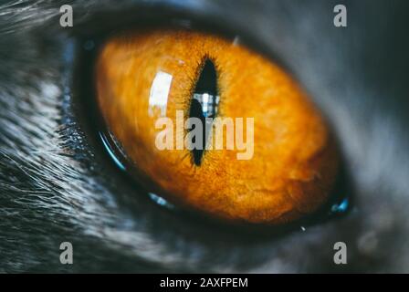 Nahaufnahme eines orangen Katzenauges. Makroaufnahme mit selektivem Fokus und flachem Freiheitsgrad Stockfoto