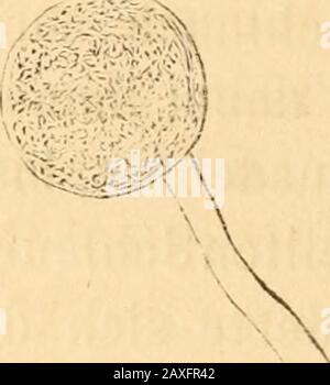 Mélanges biologiques tirés du Bulletin de l'Académie impériale des Sciences de StPétersbourg . Stockfoto