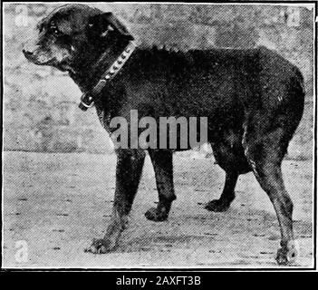 Hunde- und Felgenchirurgie .. . Abb. 58.Tumoai-b in der inguinalen Region (zum Vergleich witzli nächste Abbildung). Abb. Oil.Inguinale Hernie, dass sie 17 Tage später einen Welpen gebar.^ Journal of Comparative Pathology and Therapeutics, Vol. VIII, S. 153. I LO CANINE AND FELINE OPERATION. Die Prinzipien der chirurgischen Behandlung sind in allen Fällen gleich und bestehen in der Rückkehr der Organe in ihre Normalsituation und der Annahme von Schritten, die erforderlich sind, um diese zu behalten. Wenn ein allgemeines Anästhetikum verwendet wird, befindet sich der Patient in der Bauchlage auf dem Operationstisch. Stockfoto