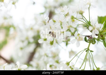 Biene auf einer weißen apfelblüte. Blühender Frühlingsbaum. Stockfoto