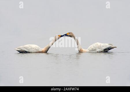 Whooper Swan (Cygnus cygnus) Balzverhalten auf der Wuxing Farm, Wuxing Nanchang, Poyang Lake Basin, Ostmittelchina. Stockfoto