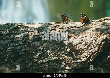 Auf dem Baumstamm sitzen mehrere bunte, schöne Schmetterlinge. Verschwommenes Bild Stockfoto