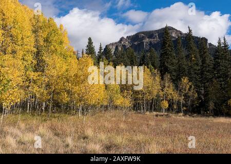 Herbstgold im Cimarrona-Tal mit Bergspitzen, die den Horizont überragen. Das Hotel liegt im San Juan National Forest, Colorado. Stockfoto