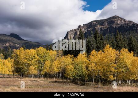 Herbstgold im Cimarrona-Tal mit Bergspitzen, die den Horizont überragen. Das Hotel liegt im San Juan National Forest, Colorado. Stockfoto