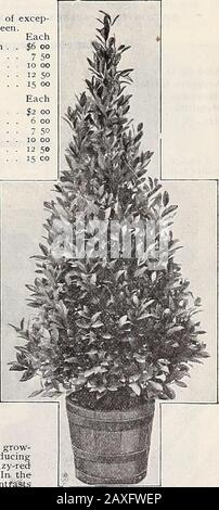 Dreer's Großhandelspreisliste 1907: Birnen Pflanzen würzbare Blumen- und Gemüsesamen Dünger, Werkzeuge, etc. .. Die Beteiligung an der Bestellung auf einmal; der Vorrat wird Ihnen sicher gefallen. 2,00 USD pro doz.; 15,00 USD pro 100; 140,00 USD pro 1000. Neubegonie Agatha. Eine Einführung von Neitch & Sons of London, England. Zwischen Begonia Socotrana und iMoonlight, in einer generalenWeise wiederbeleuchten Gloire de Lorraine, aber ein stärkerer Anbauer und von einfacherer Kultur; Blumen früher und von einem empfindlicheren und angenehmeren Farbton aus weichem satiny Rosa. 3,50 US-Dollar pro doz.; 25,00 US-Dollar pro 100. Begonia Corallina Lucerna. Ein Superb Stockfoto