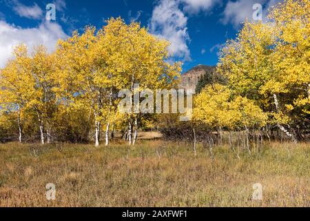 Herbstgold im Cimarrona-Tal mit Bergspitzen, die den Horizont überragen. Das Hotel liegt im San Juan National Forest, Colorado. Stockfoto