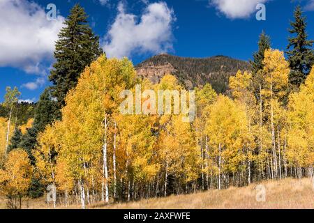 Herbstgold im Cimarrona-Tal mit Bergspitzen, die den Horizont überragen. Das Hotel liegt im San Juan National Forest, Colorado. Stockfoto