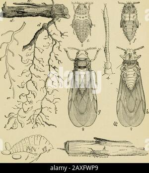 Leitfaden für die Untersuchung von Insekten und eine Abhandlung über diejenigen, die für die Ernte schädlich und nützlich sind, für die Verwendung von Hochschulen, Bauernschulen und Landwirten. Fis- 521". Stockfoto