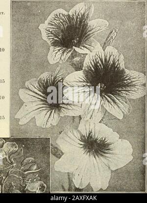 Dreers Gartenbuch: Siebzigjährige Ausgabe 1912 . Salpiglossis Verbesserte Großblüte. SAI.PIGI.OSSIS. (Bemalte Zunge.) Die Salpiglossis ist einer der großen Favoriten unter den Jahrbüchern, auch wegen ihrer einfachen Kultur, aber hauptsächlich wegen ihrer beautiful, fast orchideenartigen Blume?, Das vom Frühsommer bis zum späten Herbst produziert wird. Saatgut sollte früh im Frühjahr in einem Bett oder Fenster gesät und transplantiert werden, wenn das Wetter sich ansiedelt oder direkt aus der Tür heraus Frostgefahr besteht. (Siehe Schnitt.) IMPROVEDLARQE-FLOWERINQ. Das ist eine großartige Belastung dieser schönen Jahrbücher. PRO PKT. 3915 Rose a Stockfoto
