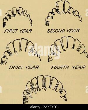 Gewinn und Freude in der Ziegenhaltung; eine praktisch konservative Abhandlung, die in konkreter Form die Vorteile der modernen Milchziege, der verschiedenen Rassen, ihrer Pflege und Verwaltung präsentiert. -ful. Im ersten Jahr des Kinderlebens sind die Zähne klein und manchmal auch getrennt. Im zweiten Jahr sind die beiden vorderen Zähne viel größer und höher. Im dritten Jahr kommen zwei weitere große Zähne hinzu. Das vierte Jahr zwei weitere und das fünfte Jahr noch zwei weitere, die den Satz vervollständigen. Nach dieser Zeit ist die einzige Möglichkeit, ein Ziegenalter zu kennen, aus den Aufzeichnungen und aus dem allgemeinen Aussehen zu ersehen. DER BOCK. Der Bock i. Stockfoto