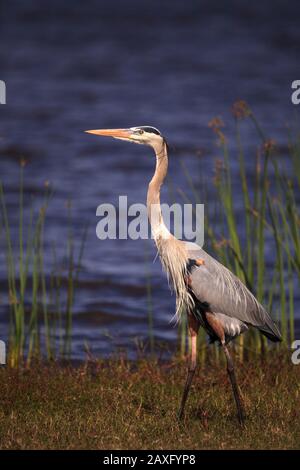 Großer Blauer Reiher, Ardea herodias, der im Myakka State Park in Sarasota, Florida, den Vogel watet Stockfoto