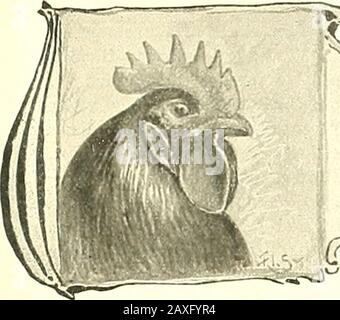 Die Asiatiken; Brahmas, Cochins und Langshans, alle Sorten, ihre Herkunft; . Ideal SCHWARZ Langshans-By Sewell *&gt;. Stockfoto