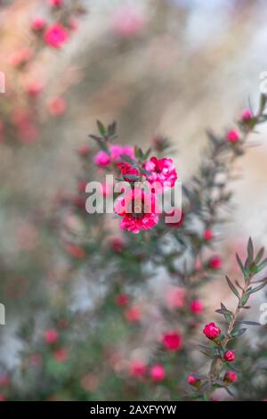 Manuka Pflanze in Blüte. Schöne kleine rosafarbene Blumen von Manuka Baum Stockfoto