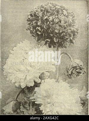 Dreer's Gartenbuch: Vierundsiebzig Jahre Ausgabe 1912. Scarlet Per oz., 3J CTS 5 3712 Fairy Blush. Sehr doppelte Blumen aus reinweißen, elegant gesäumten und lippierten Blumen mit Rose.Per oz., 25 cts. 5 3713 Golden Gate. Mit einer unendlichen Vielfalt von halbdoppelten und doppelten Blumen in der besten Farbvielfalt. Pro oz., 30 cts 5 3714 Mikado {The Striped Japanese Poppy). Diese schöne Poppy ist sehr unterschiedlich in Farbe und Farbe. Die Blumen sind glänzend scharlachrot und weiß, mit elegant gebogenen Kronblättern, wie ein japanisches Chrysanthemum. Pro oz, 25 cts 5 3715 Weißer Schwan. Riesiges doppel-flo Stockfoto